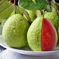 Taiwan Pink Guava Plant Manufacturer & Supplier in India